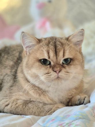 BKH Kitten mit Stammbaum