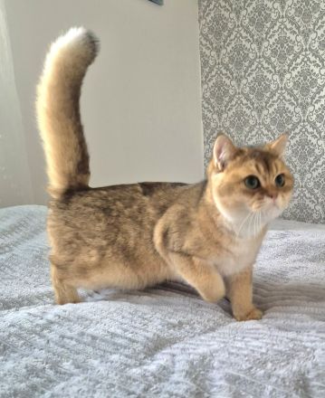 BKH Kitten mit Stammbaum