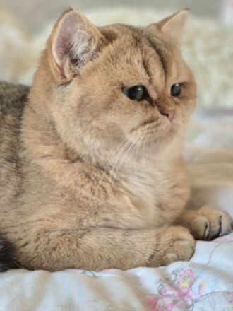 BKH Kitten mit Stammbaum