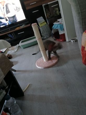 Ragdoll-Mix,  Kater 3,5 Monate