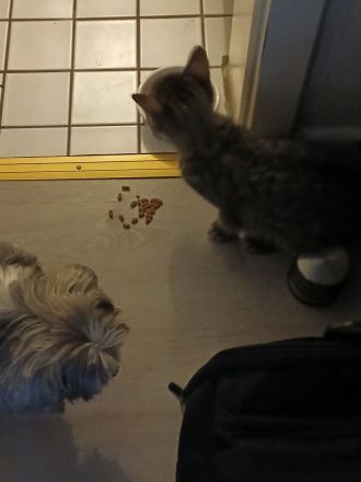 Ragdoll-Mix,  Kater 3,5 Monate