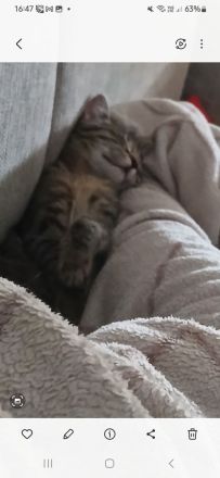 Ragdoll-Mix,  Kater 3,5 Monate