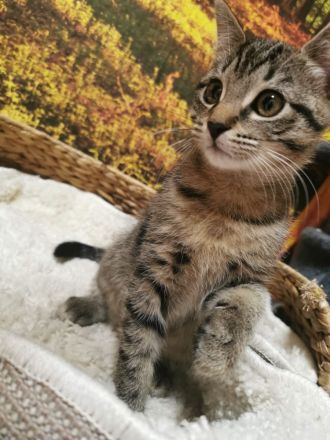 Ragdoll-Mix,  Kater 3,5 Monate