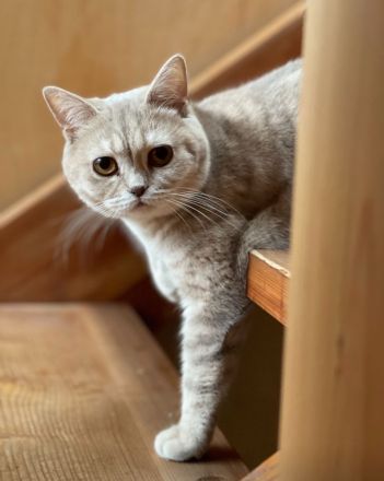 Bkh Bärchen Kitten > Britisch Kurzhaar Kater & Katze reinrassig