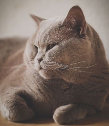 Bkh Bärchen Kitten > Britisch Kurzhaar Kater & Katze reinrassig