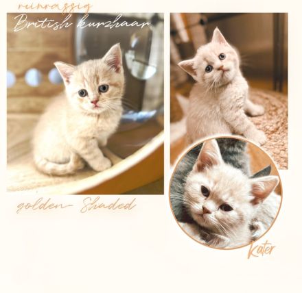 Bkh Bärchen Kitten > Britisch Kurzhaar Kater & Katze reinrassig