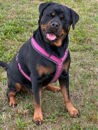 3 Jahre alte Rottweiler Hündin zu verkaufen!