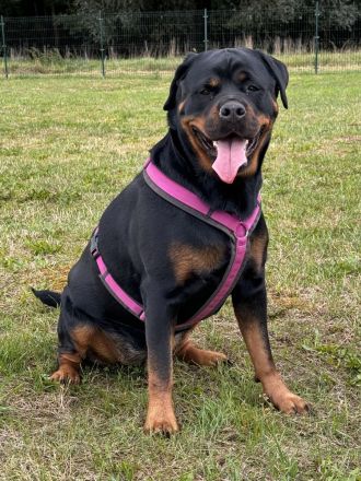 3 Jahre alte Rottweiler Hündin zu verkaufen!