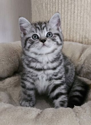 BKH Kitten mit Stammbaum abgabebereit