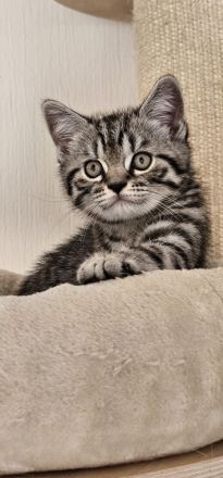 BKH Kitten mit Stammbaum abgabebereit