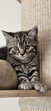 BKH Kitten mit Stammbaum abgabebereit