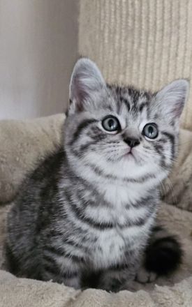 BKH Kitten mit Stammbaum abgabebereit