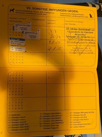 Zwei freundliche Herdenschutzhunde wollen zusammen bleiben. Sie sind pumperlgesund.