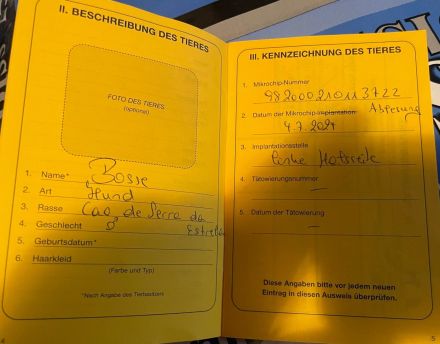 Zwei freundliche Herdenschutzhunde wollen zusammen bleiben. Sie sind pumperlgesund.