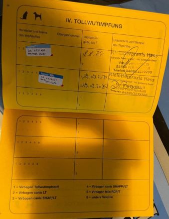 Zwei freundliche Herdenschutzhunde wollen zusammen bleiben. Sie sind pumperlgesund.