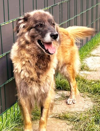 Zwei freundliche Herdenschutzhunde wollen zusammen bleiben. Sie sind pumperlgesund.