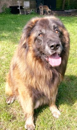 Zwei freundliche Herdenschutzhunde wollen zusammen bleiben. Sie sind pumperlgesund.