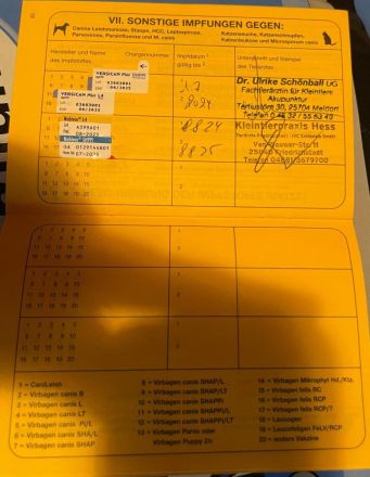 Zwei freundliche Herdenschutzhunde wollen zusammen bleiben. Sie sind pumperlgesund.