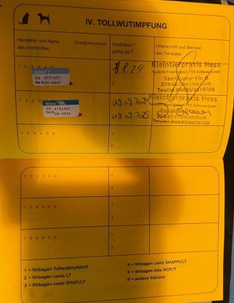 Zwei freundliche Herdenschutzhunde wollen zusammen bleiben. Sie sind pumperlgesund.