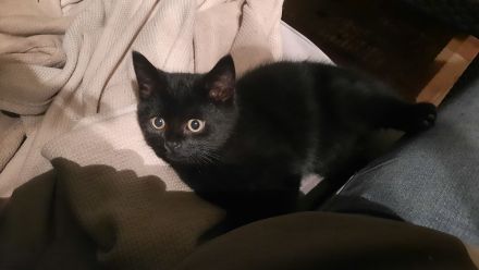 BHK Kater ohne Papiere