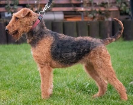 Airedale Terrier FCI