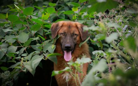 Juno sucht eine geduldige Familie