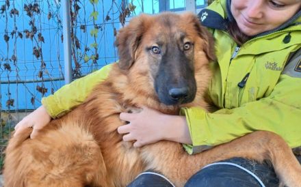 Juno sucht eine geduldige Familie