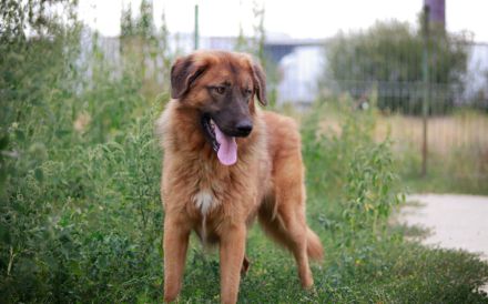 Juno sucht eine geduldige Familie