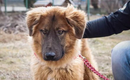 Juno sucht eine geduldige Familie