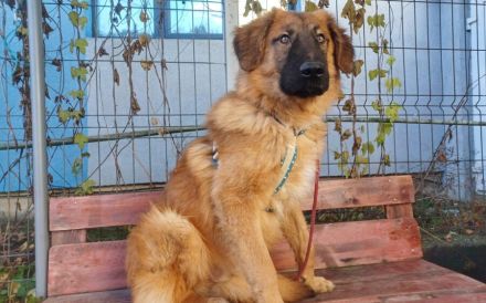 Juno sucht eine geduldige Familie