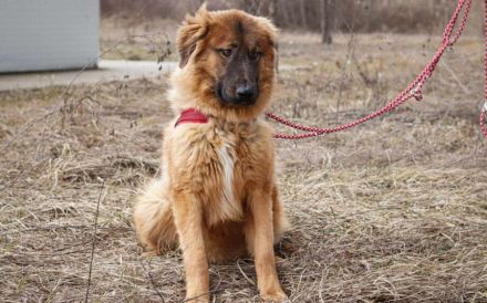 Juno sucht eine geduldige Familie