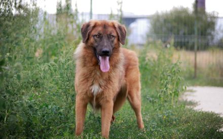 Juno sucht eine geduldige Familie