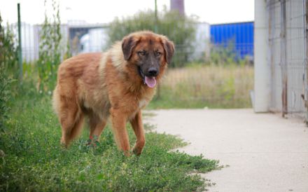 Juno sucht eine geduldige Familie