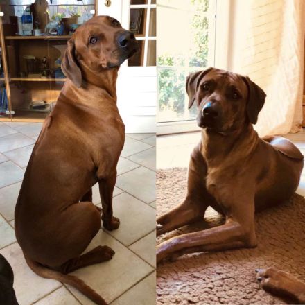 Rhodesian Ridgeback Deckrüde Ridgefest!