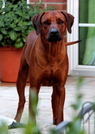 Rhodesian Ridgeback Deckrüde Ridgefest!