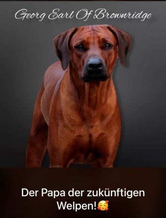 Rhodesian Ridgeback Deckrüde Ridgefest!