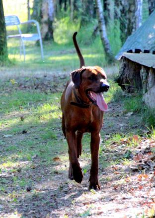 Rhodesian Ridgeback Deckrüde Ridgefest!