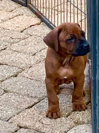 Rhodesian Ridgeback Deckrüde Ridgefest!