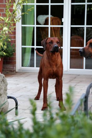 Rhodesian Ridgeback Deckrüde Ridgefest!