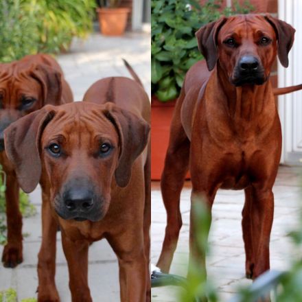 Rhodesian Ridgeback Deckrüde Ridgefest!