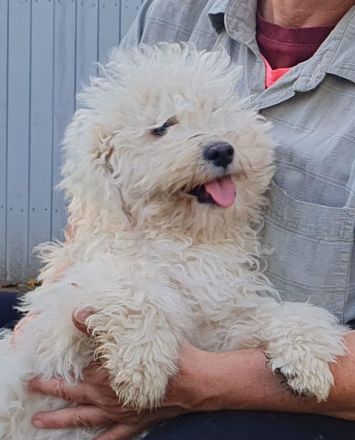 Beautiful Pedigree Male White Hungarian Puli Puppy
