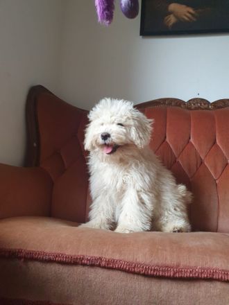 Beautiful Pedigree Male White Hungarian Puli Puppy