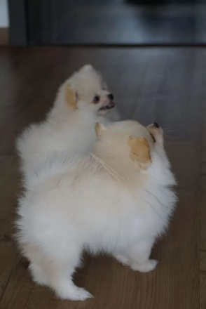 Zwergspitz Pomeranian Welpen (Creme/Weiß)