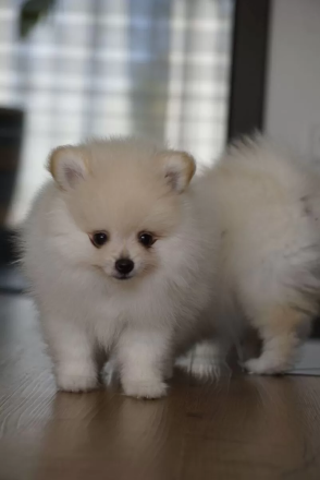 Zwergspitz Pomeranian Welpen (Creme/Weiß)
