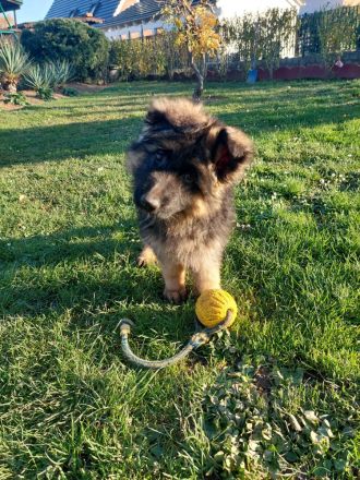 Deutscher Schäferhund Welpe mit SV - Papieren