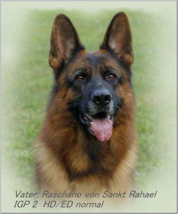 Deutscher Schäferhund Welpe mit SV - Papieren