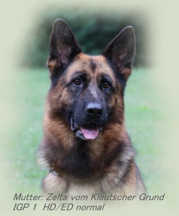 Deutscher Schäferhund Welpe mit SV - Papieren