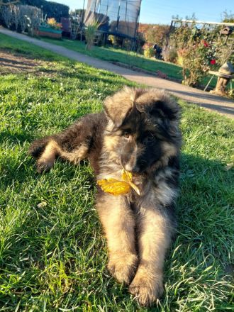 Deutscher Schäferhund Welpe mit SV - Papieren