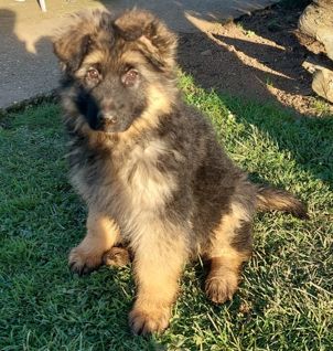 Deutscher Schäferhund Welpe mit SV - Papieren