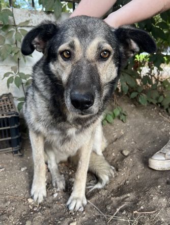 Quarta, geb. ca. 09/2018, lebt in GRIECHENLAND, auf einer privaten Pflegestelle